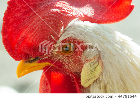 Eye of white cock close up selective focus image Eye of white cock close up selective focus image 44781644