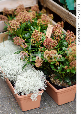 Famous Amsterdam flower market. Flowering skimmia 44781841