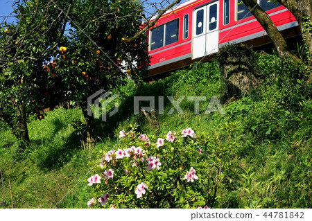 Hakone Road in early summer 44781842
