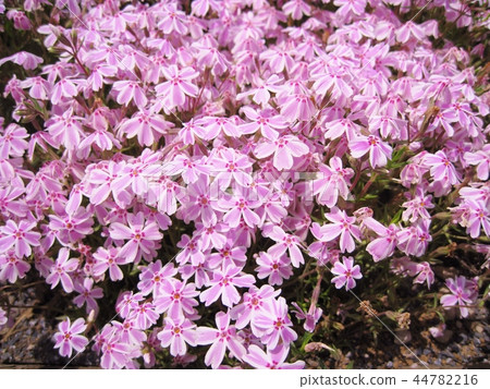 Moss phlox  44782216