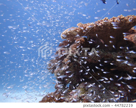 School of fish sea landscape 44782219