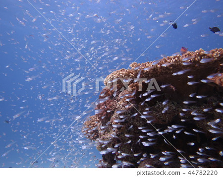 School of fish sea landscape 44782220