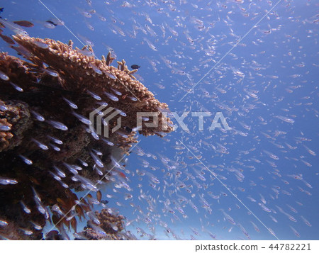 魚海景觀學校 44782221