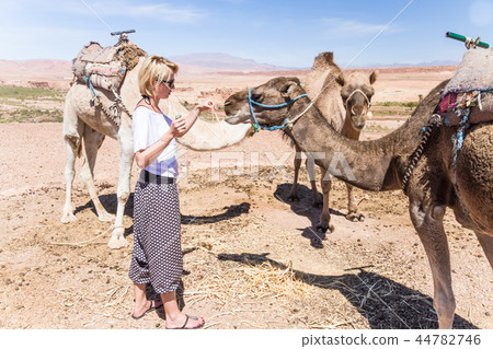 Young woman with a camels in Morocco. 44782746