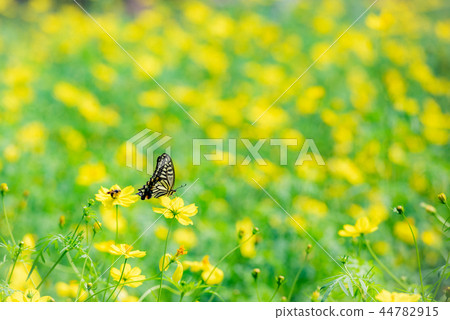 Rape blossoms and flowers, butterfly, flower field, butterfly, Nanoha, yellow flower, autumn flower, rape flower field, yellow, yellow, 44782915