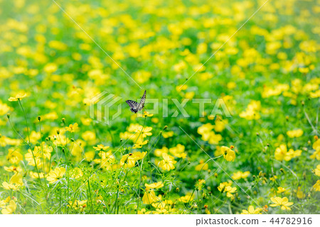 Rape blossoms and flowers, butterfly, flower field, butterfly, Nanoha, yellow flower, autumn flower, rape flower field, yellow, yellow, 44782916