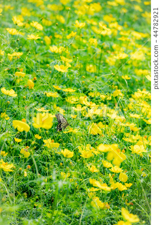 Rape blossoms and flowers, butterfly, flower field, butterfly, Nanoha, yellow flower, autumn flower, rape flower field, yellow, yellow, 44782921