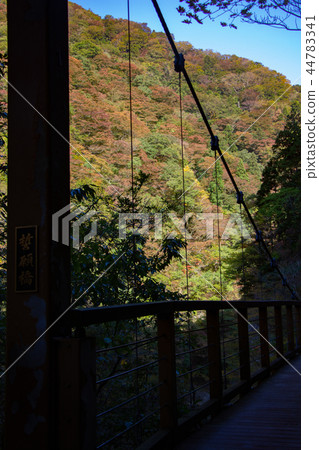 Akita Prefecture Amatsuri Autumn Passage Valley Suspension Bridge Autumn leaves 44783341