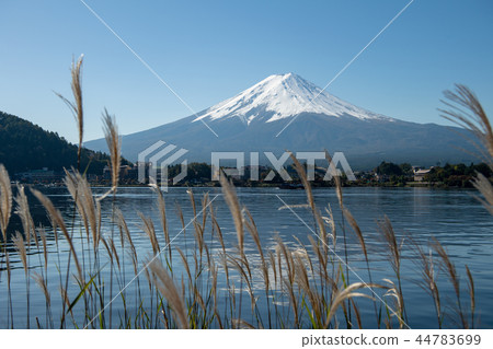 Susuki Inverted Fuji Fujikawaguchiko Fuji Mountain Mountains World Heritage Fall Landscape Scenery Sky Clear weather Nature sights 44783699