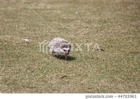 Hedgehog 44783961