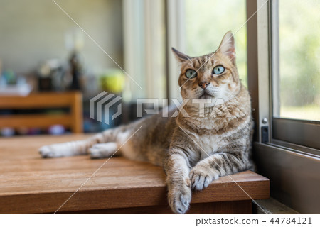 tabby cat sit tabby cat sit 44784121
