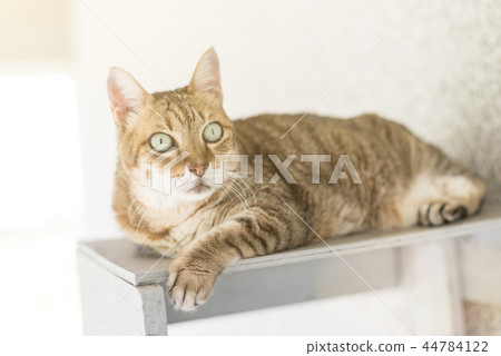 tabby cat sit 44784122