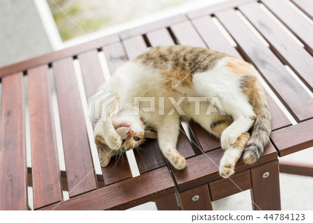 cat sleeping and lying cat sleeping and lying 44784123