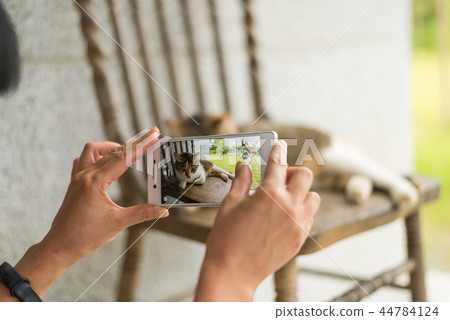 take a picture of a cat 44784124