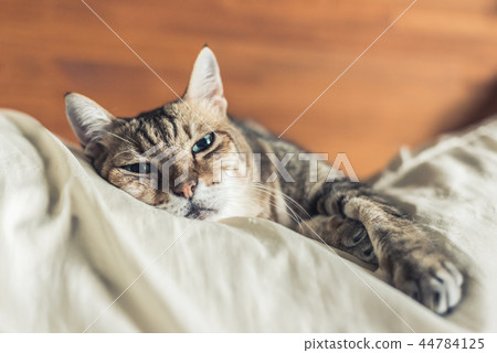 funny tabby cat 44784125