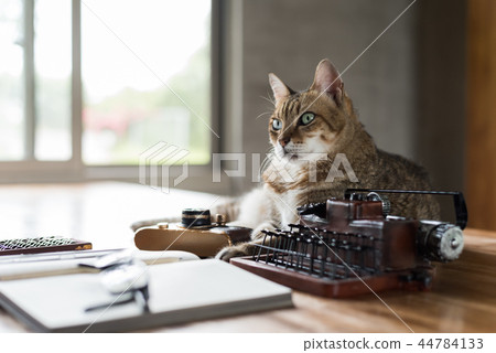 cat stay on table cat stay on table 44784133