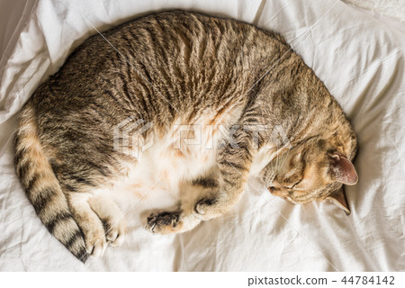 funny tabby cat 44784142