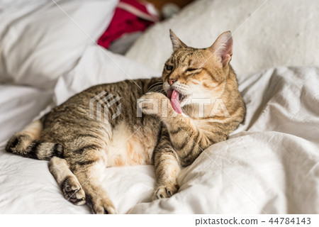 cat wash and stay on a bed 44784143