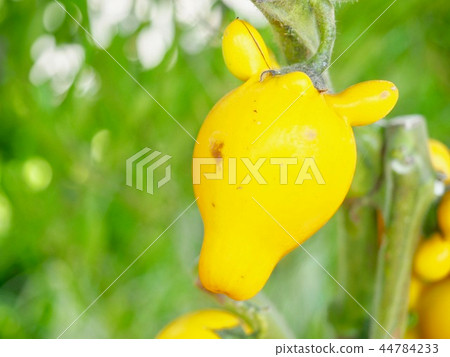 Cute fox face houseplant Cute fox face houseplant 44784233