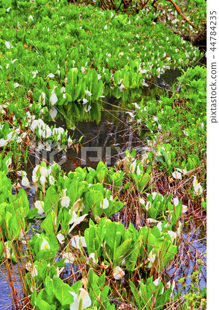 Ozegahara Uedashiro when the Minamata blooms Ozegahara Uedashiro when the Minamata blooms 44784235