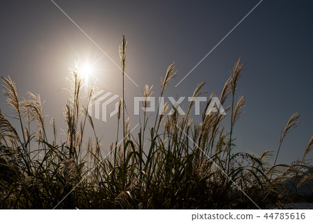 壽司秋季七種植物的陽光陽光富士河口湖秋季景觀風景天空晴朗的天氣自然景點 44785616