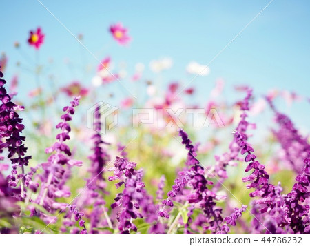 Amethyst sage and cosmos in full bloom 44786232
