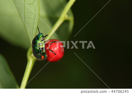 Creatures Insect Miyako Kintomushi, Ishigaki Island in autumn. The larva was attached to the fruit of Oshimakobanoki Creatures Insect Miyako Kintomushi, Ishigaki Island in autumn. The larva was attached to the fruit of Oshimakobanoki 44786245