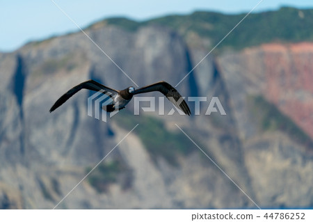 Young gannet birds Ogasawara Chichijima Young gannet birds Ogasawara Chichijima 44786252