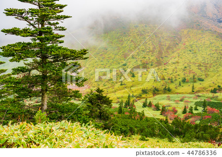 (Gunma Prefecture) Great view drive autumn leaves scenery seen from Shiga Kusatsu road 44786336