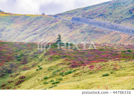 (Gunma Prefecture) Great view drive autumn leaves scenery seen from Shiga Kusatsu road 44786338