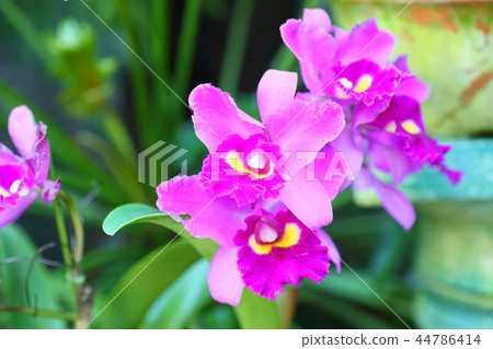 卡特蘭花 44786414
