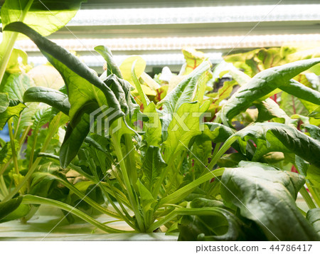 Vegetable plant spinach Vegetable plant spinach 44786417