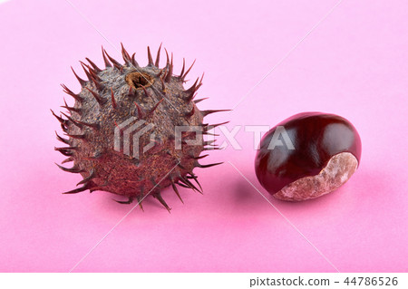 Two chestnuts with thorny peel on pink background Two chestnuts with thorny peel on pink background 44786526