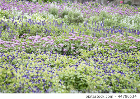 Autumn flower bed Autumn flower bed 44786534