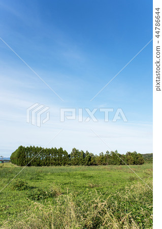 Windproof forest 44786644