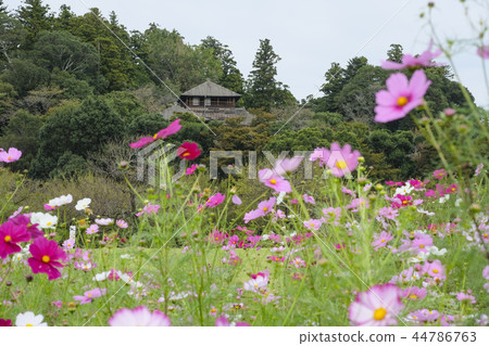 Cosmos cosmos in the Kairakuen Park 44786763