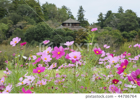 Cosmos cosmos in the Kairakuen Park 44786764