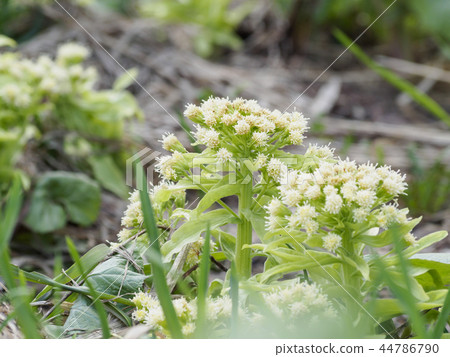 Fukinoto landscape in the backyard 44786790