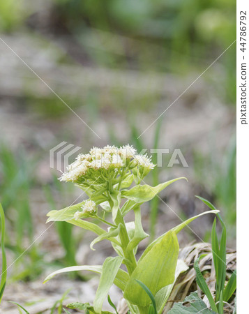 Fuki-no-to vertical composition in the light Fuki-no-to vertical composition in the light 44786792