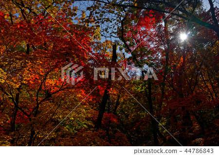 2018 Bukhansan National Park Maple Route Series 44786843