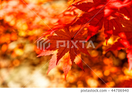 2018 Bukhansan National Park Maple Route Series 2018 Bukhansan National Park Maple Route Series 44786940