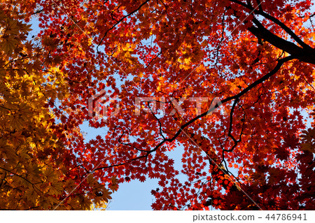 2018 Bukhansan National Park Maple Route Series 2018 Bukhansan National Park Maple Route Series 44786941