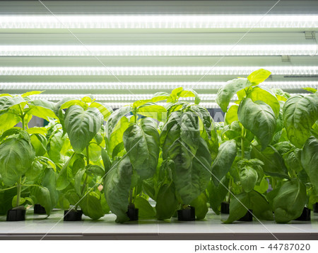 蔬菜植物羅勒 44787020