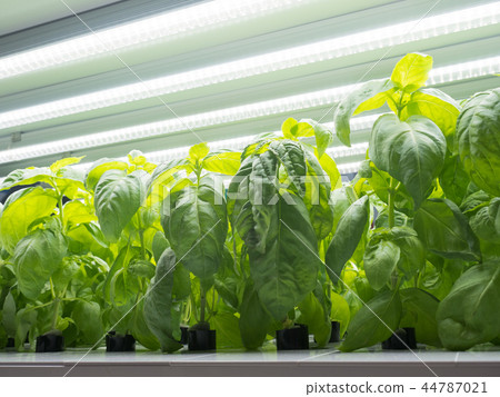 蔬菜植物羅勒 蔬菜植物羅勒 44787021