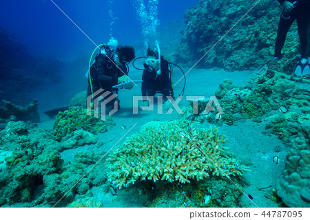 Experience diving in the sea of Ogasawara 44787095