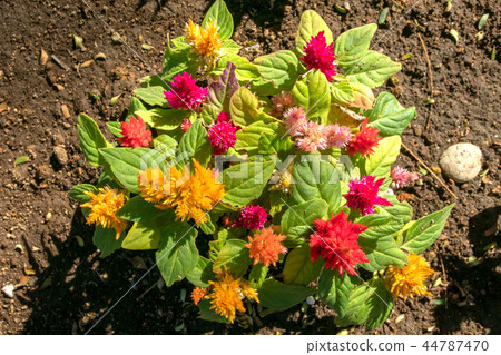 Necktree花園 44787470