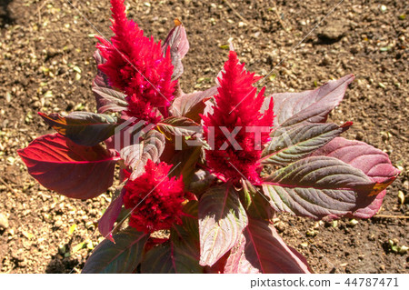 Necktree花園 44787471