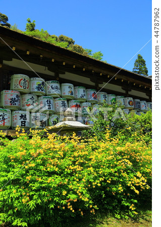 松尾大社:山吹花盛開 松尾大社:山吹花盛開 44787962