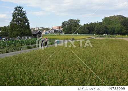 Rice field in Hamura city 44788099