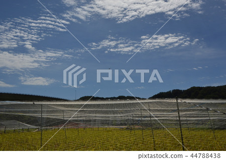 Akiruno-shi Shimoharu's autumn is 44788438